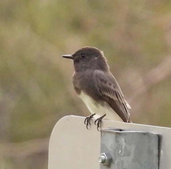 Black Phoebe - ML641206748