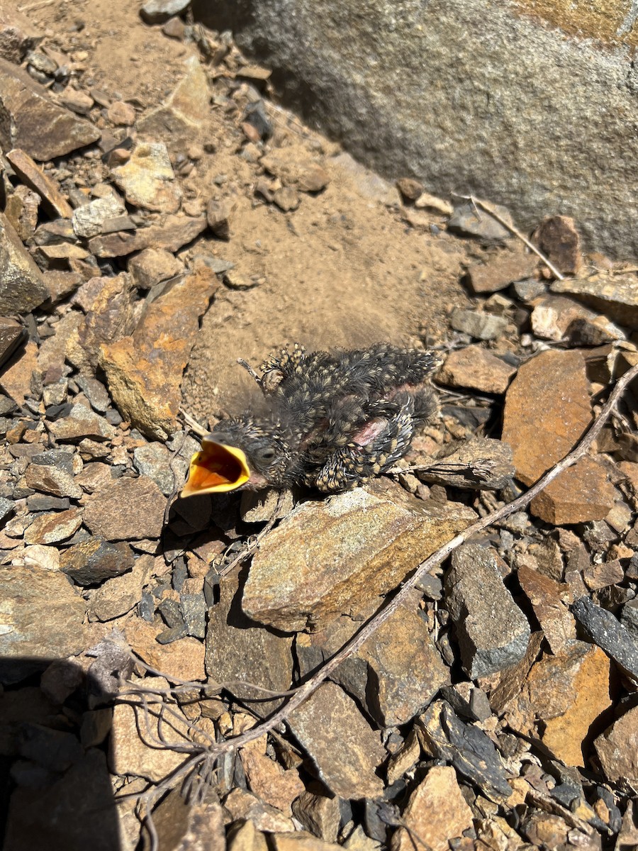 passerine sp. - ML641206749
