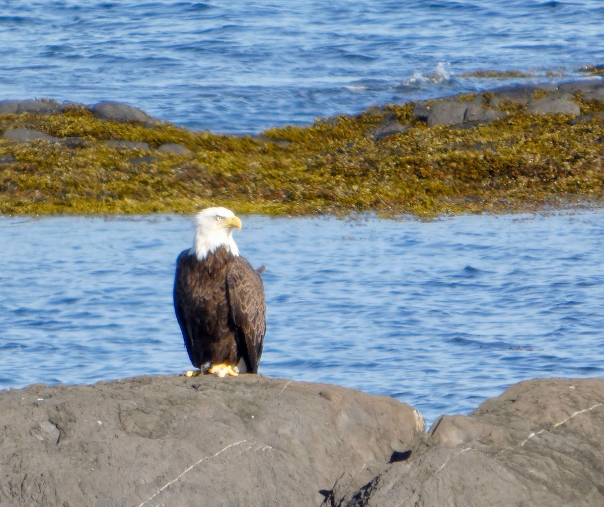 Bald Eagle - ML641206753