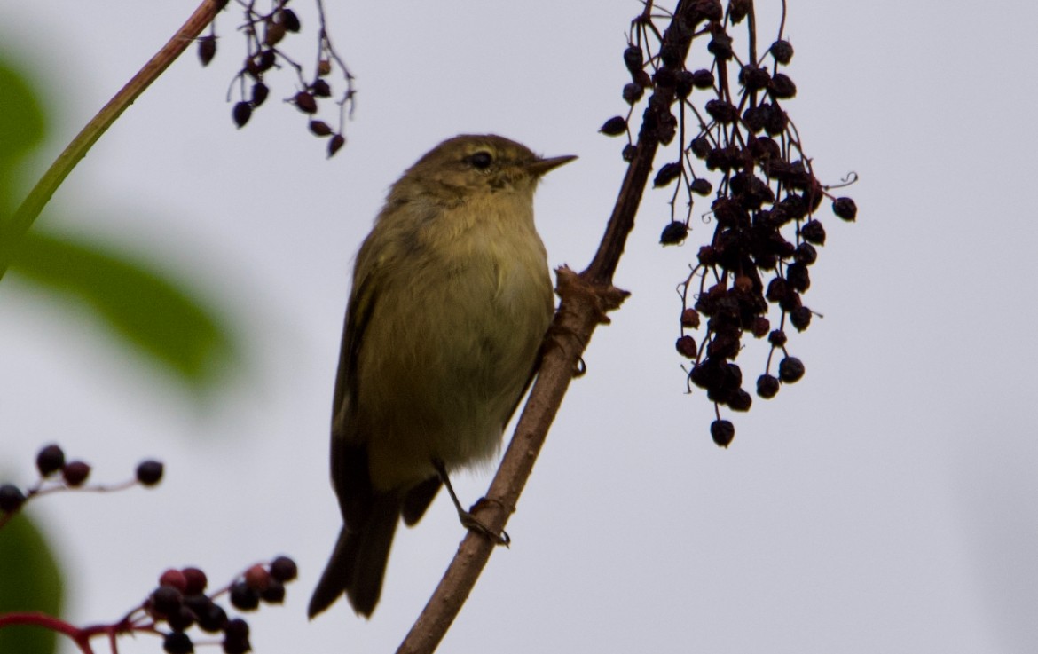 Common Chiffchaff - ML641206754