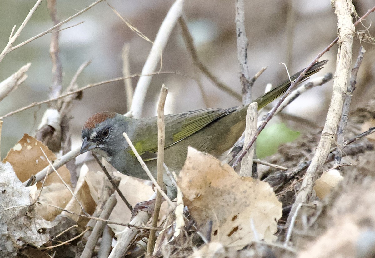 Green-tailed Towhee - ML641206755