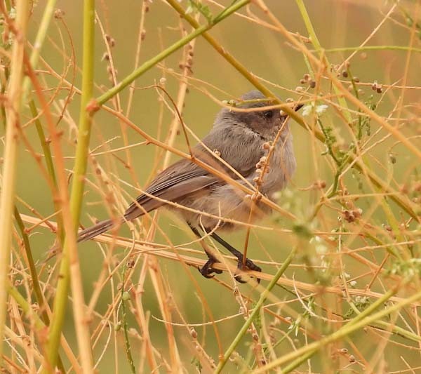 Bushtit - ML641206756