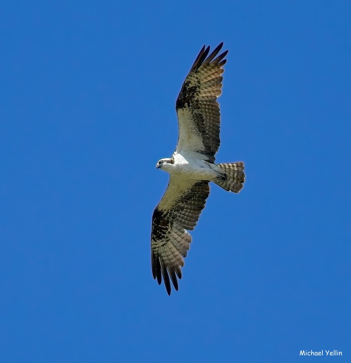 Osprey - ML641206757