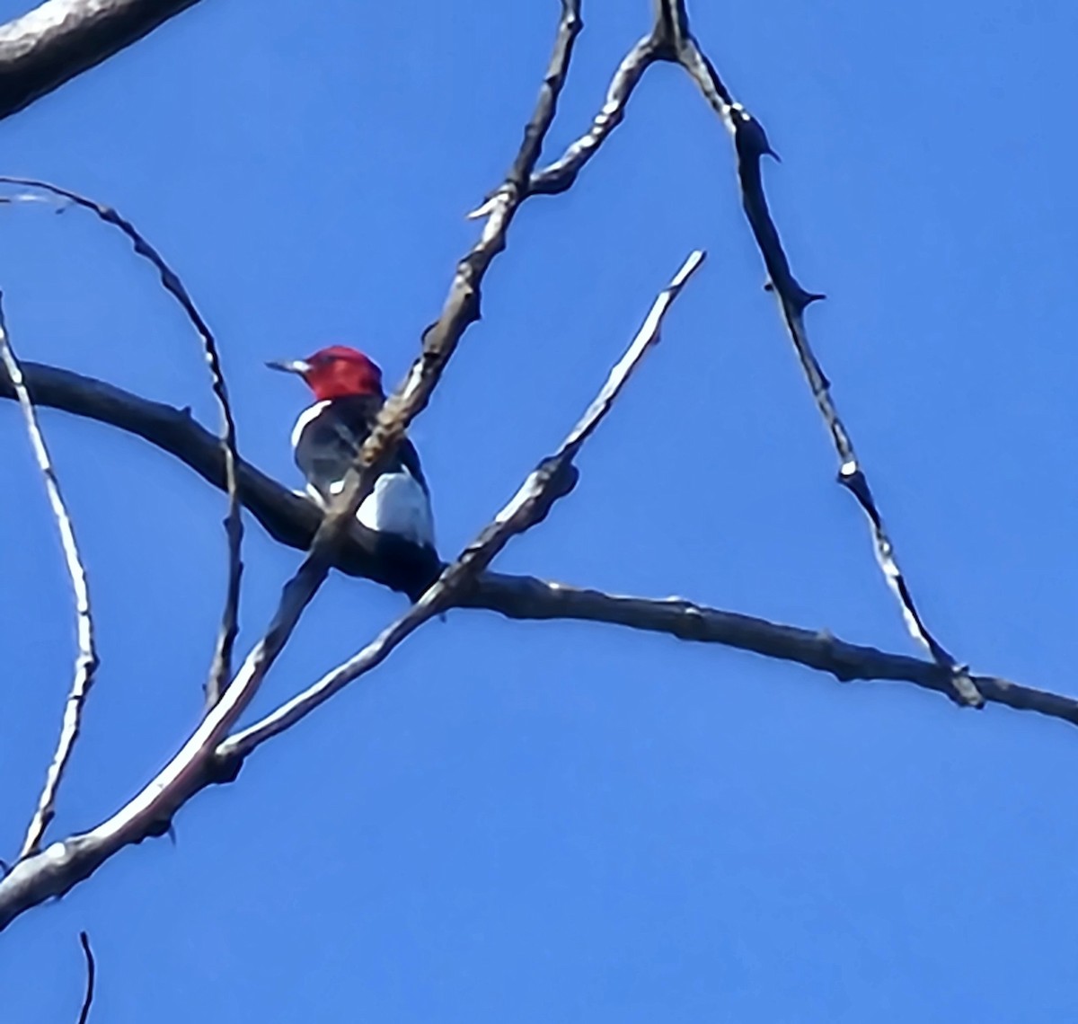Red-headed Woodpecker - ML641206758