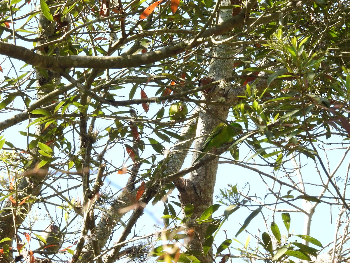 Plain Parakeet - ML641206761