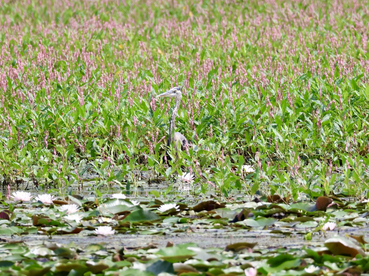 Great Blue Heron - ML641206762