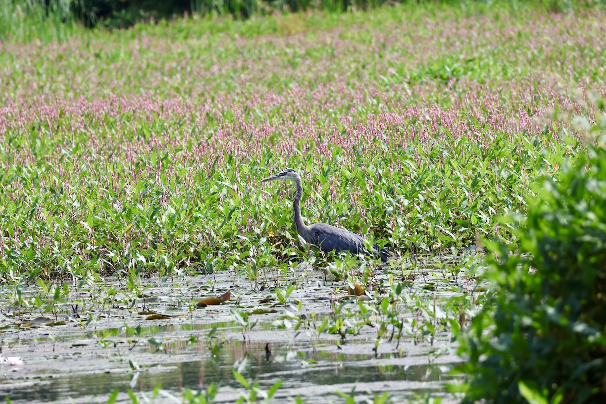 Great Blue Heron - ML641206764
