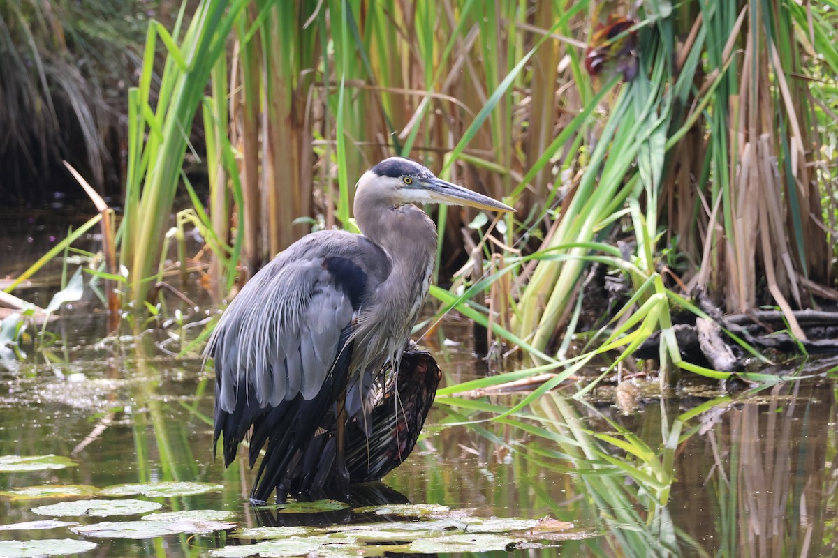 Great Blue Heron - ML641206766