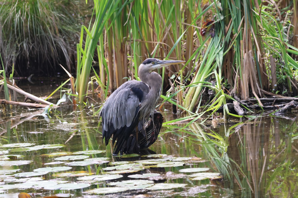 Great Blue Heron - ML641206767