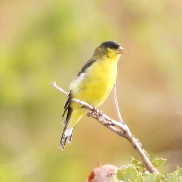 Lesser Goldfinch - ML641206770