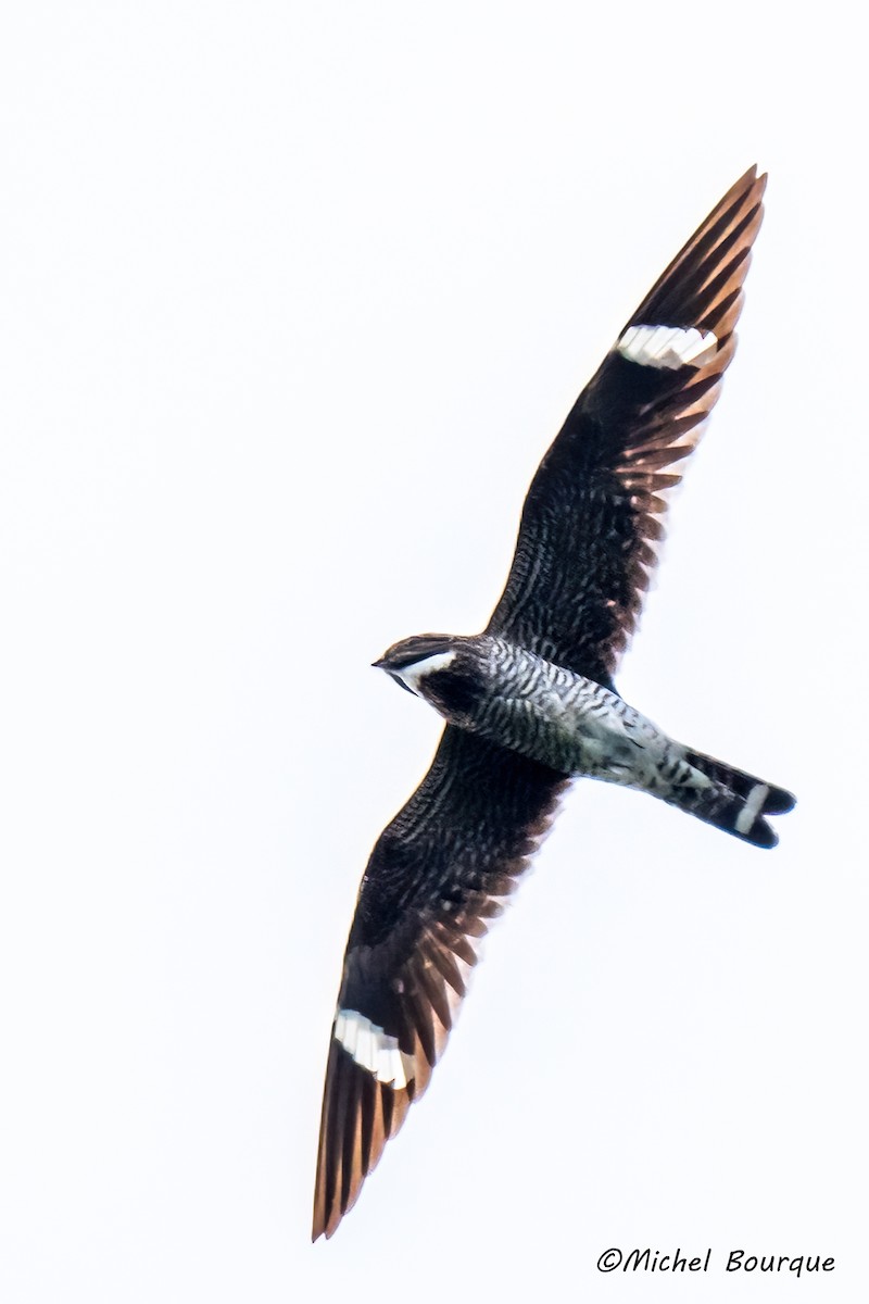 Common Nighthawk - ML641206777