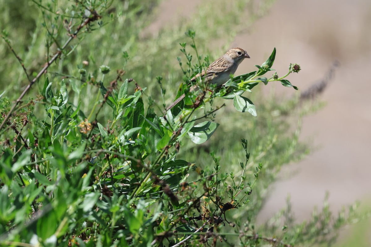 Brewer's Sparrow - ML641206784
