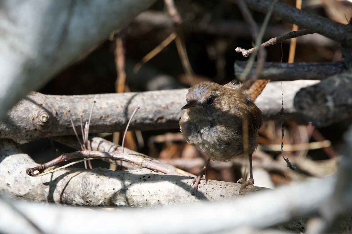 Winter Wren - ML641206788