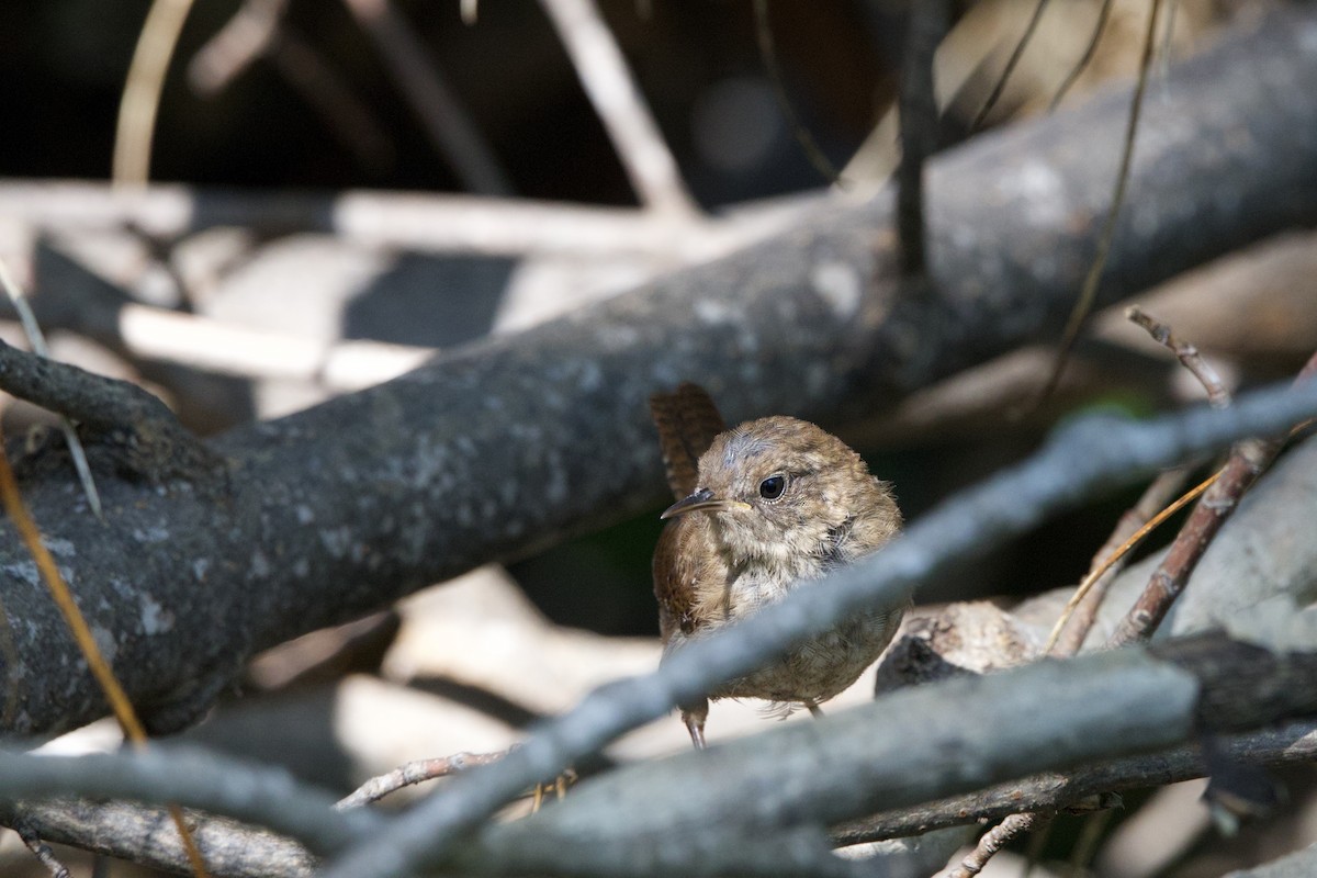 Winter Wren - ML641206790