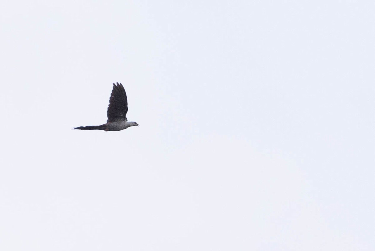 Great Cuckoo-Dove - ML641206849