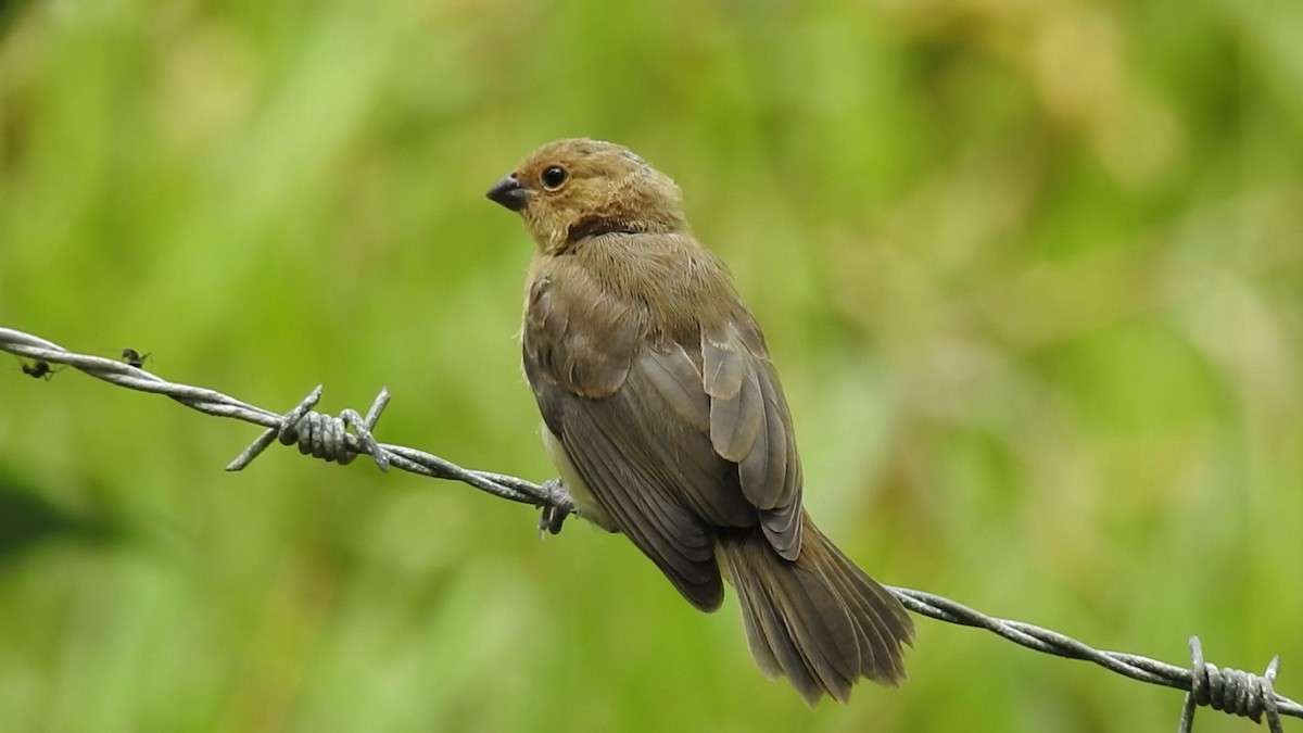 Lined Seedeater - ML641206870