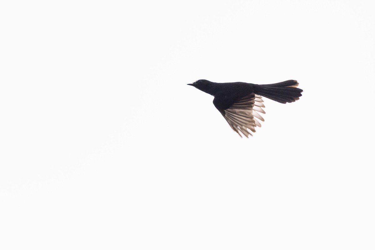 Willie-wagtail - ML641206879