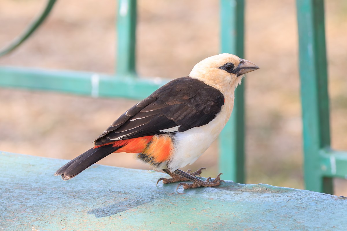 White-headed Buffalo-Weaver - ML641206897