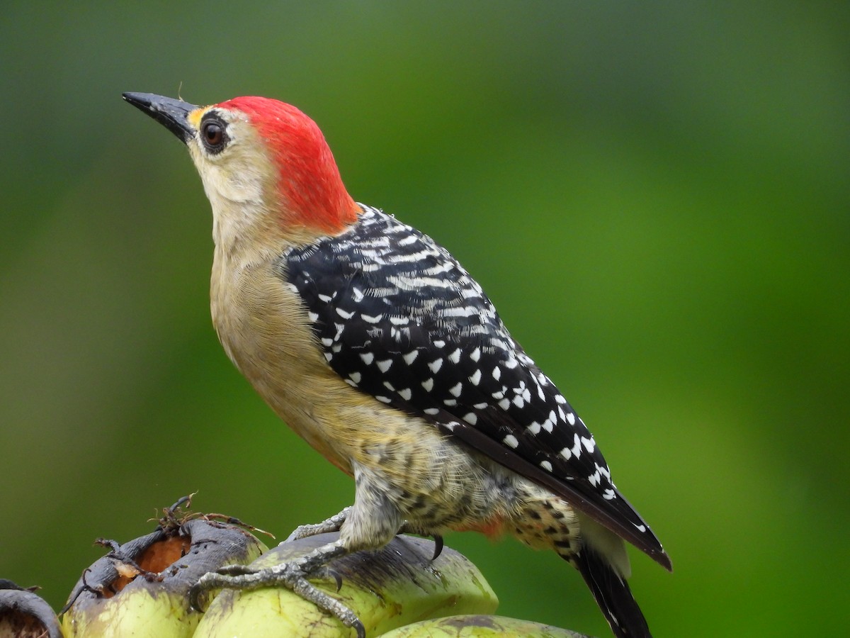 Red-crowned Woodpecker - ML641206929