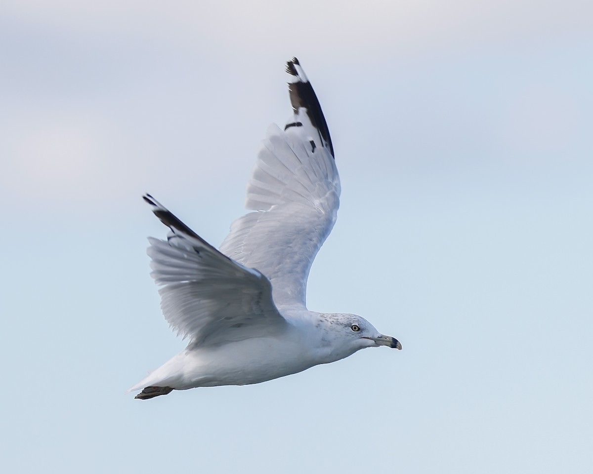Ring-billed Gull - ML641206950