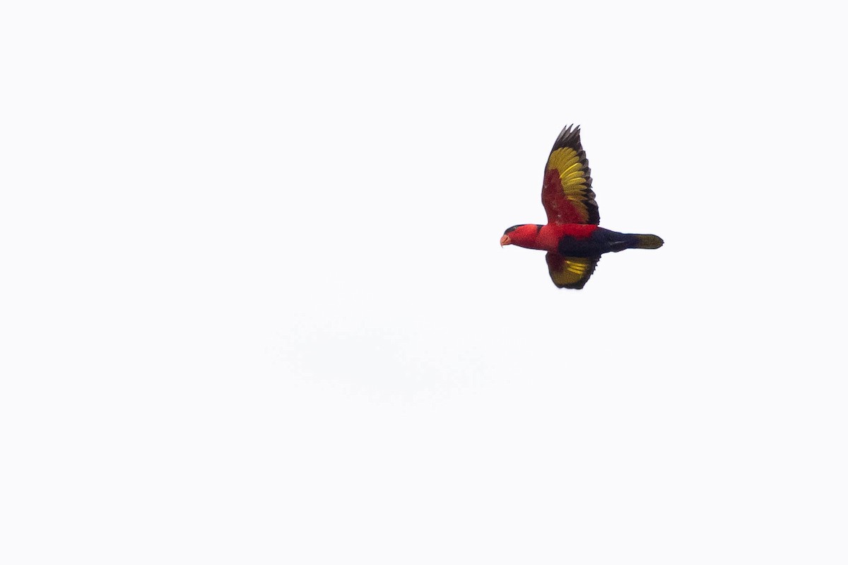 Black-capped Lory - ML641206951