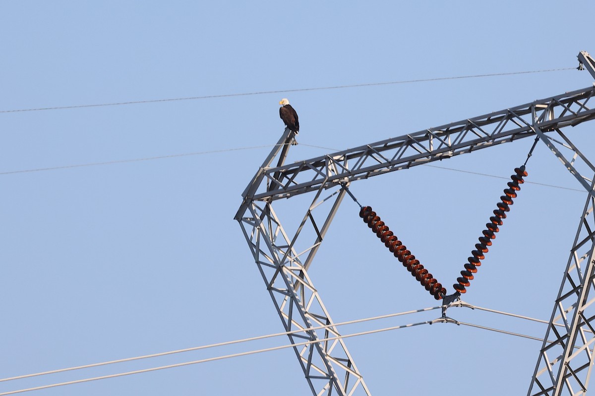 Bald Eagle - ML641206969