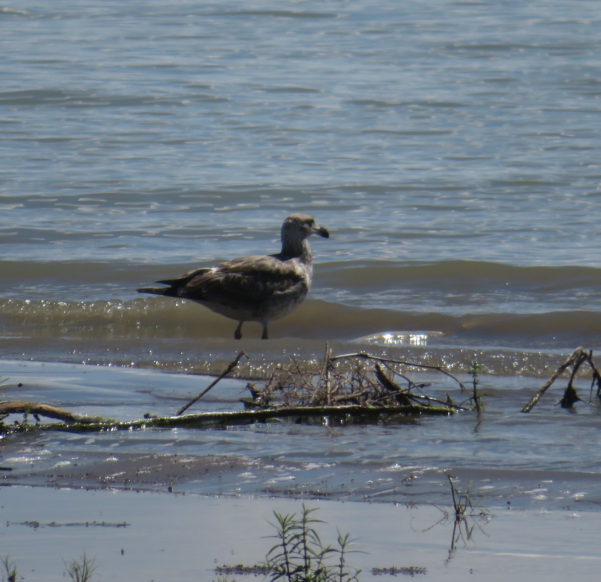 Yellow-footed Gull - ML641206970