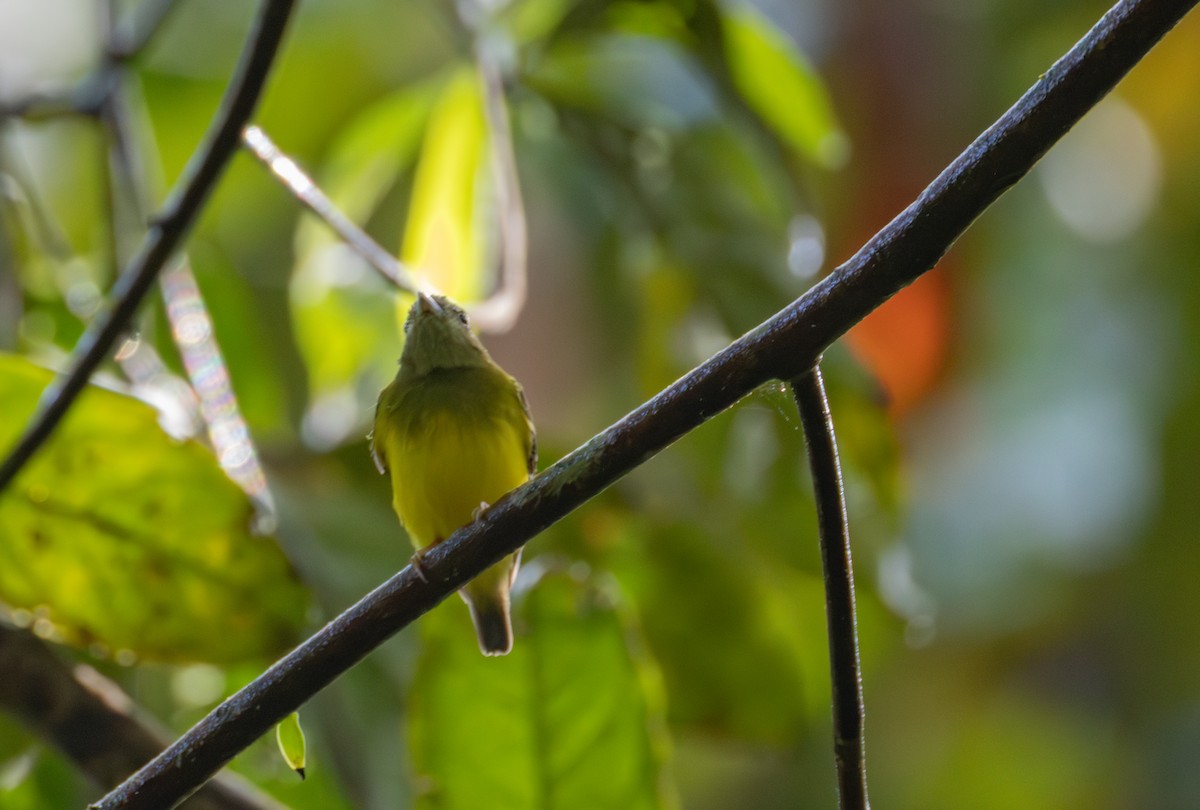 Dwarf Tyrant-Manakin - ML641206986