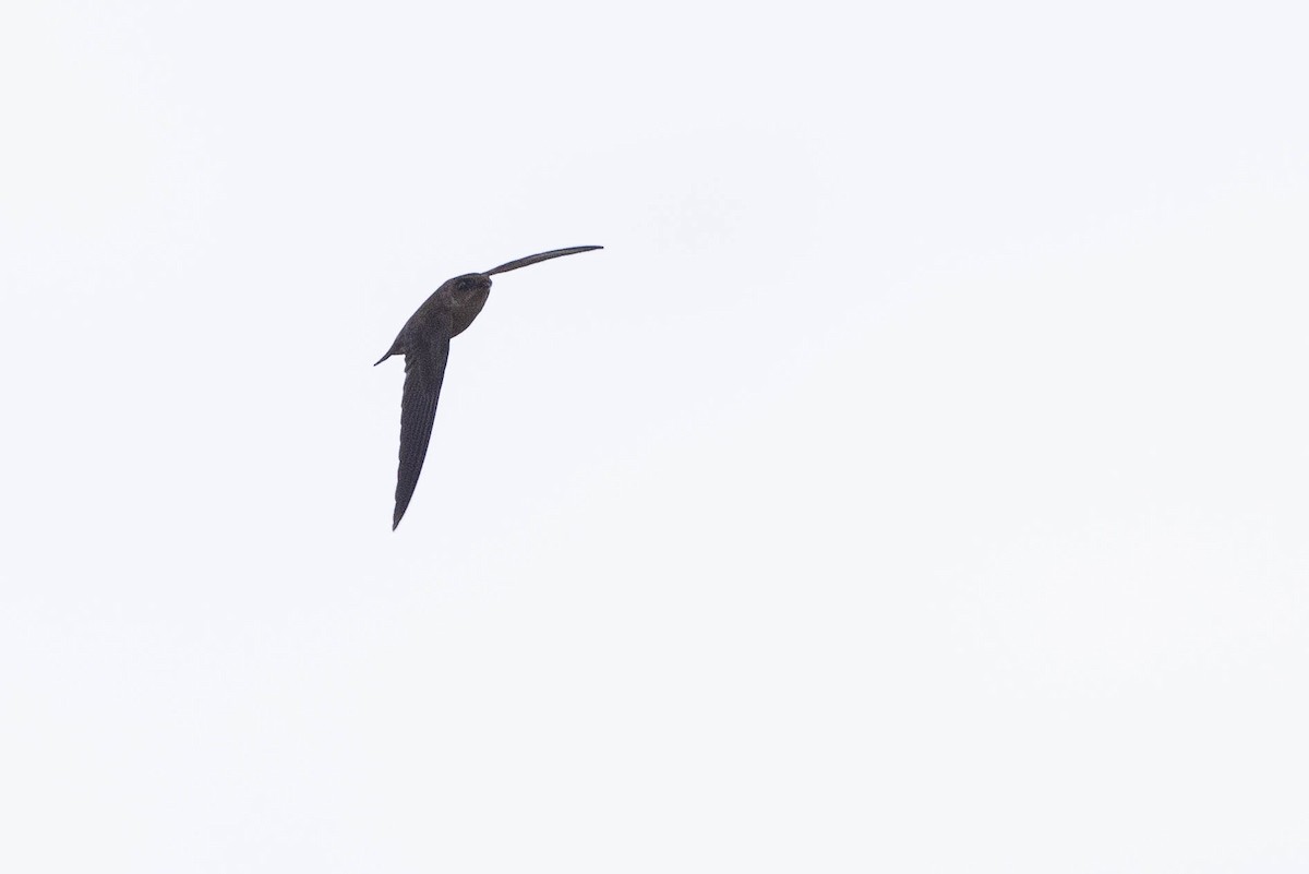 dark swiftlet sp. - ML641206994