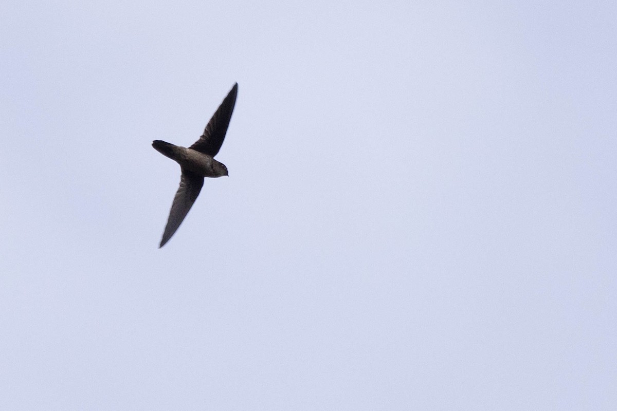 dark swiftlet sp. - ML641206995