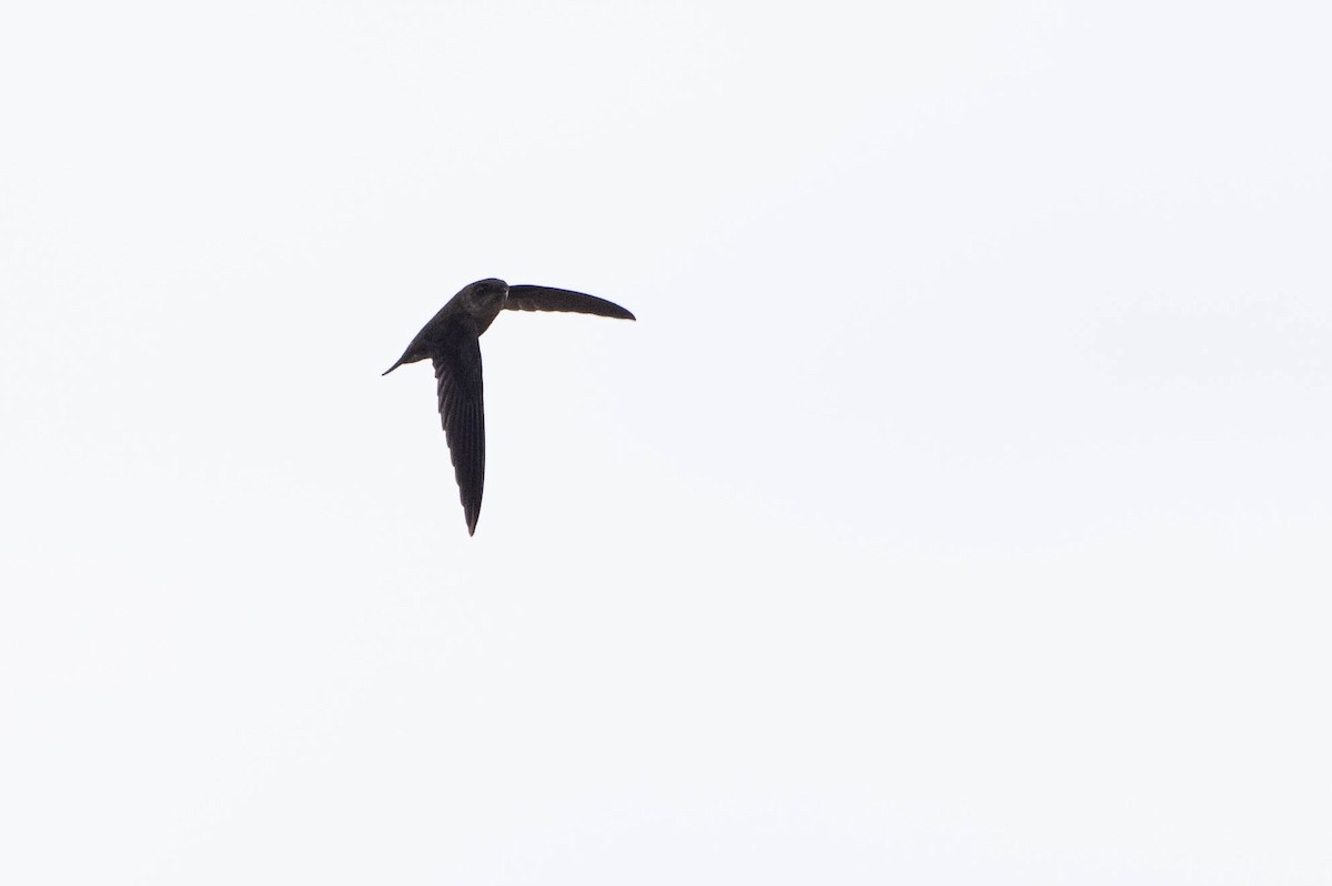 dark swiftlet sp. - ML641206996