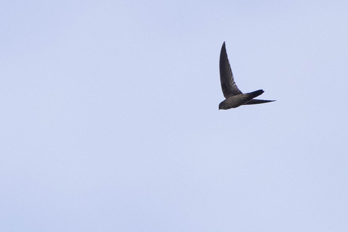 dark swiftlet sp. - ML641206997