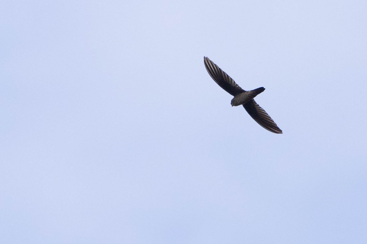 dark swiftlet sp. - ML641206998