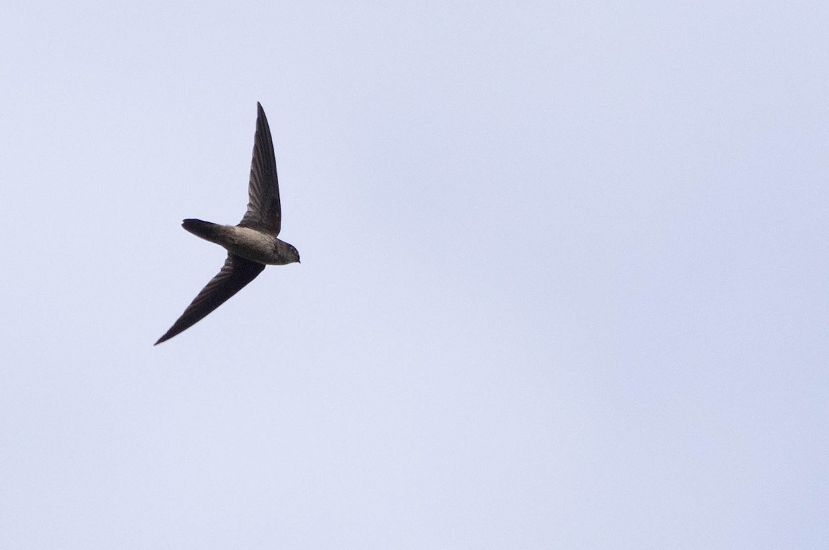 dark swiftlet sp. - ML641206999