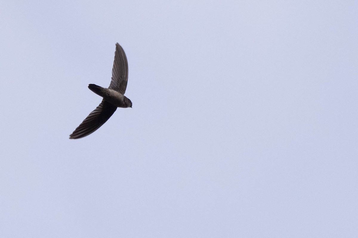 dark swiftlet sp. - ML641207000