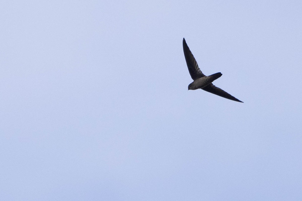 dark swiftlet sp. - ML641207001