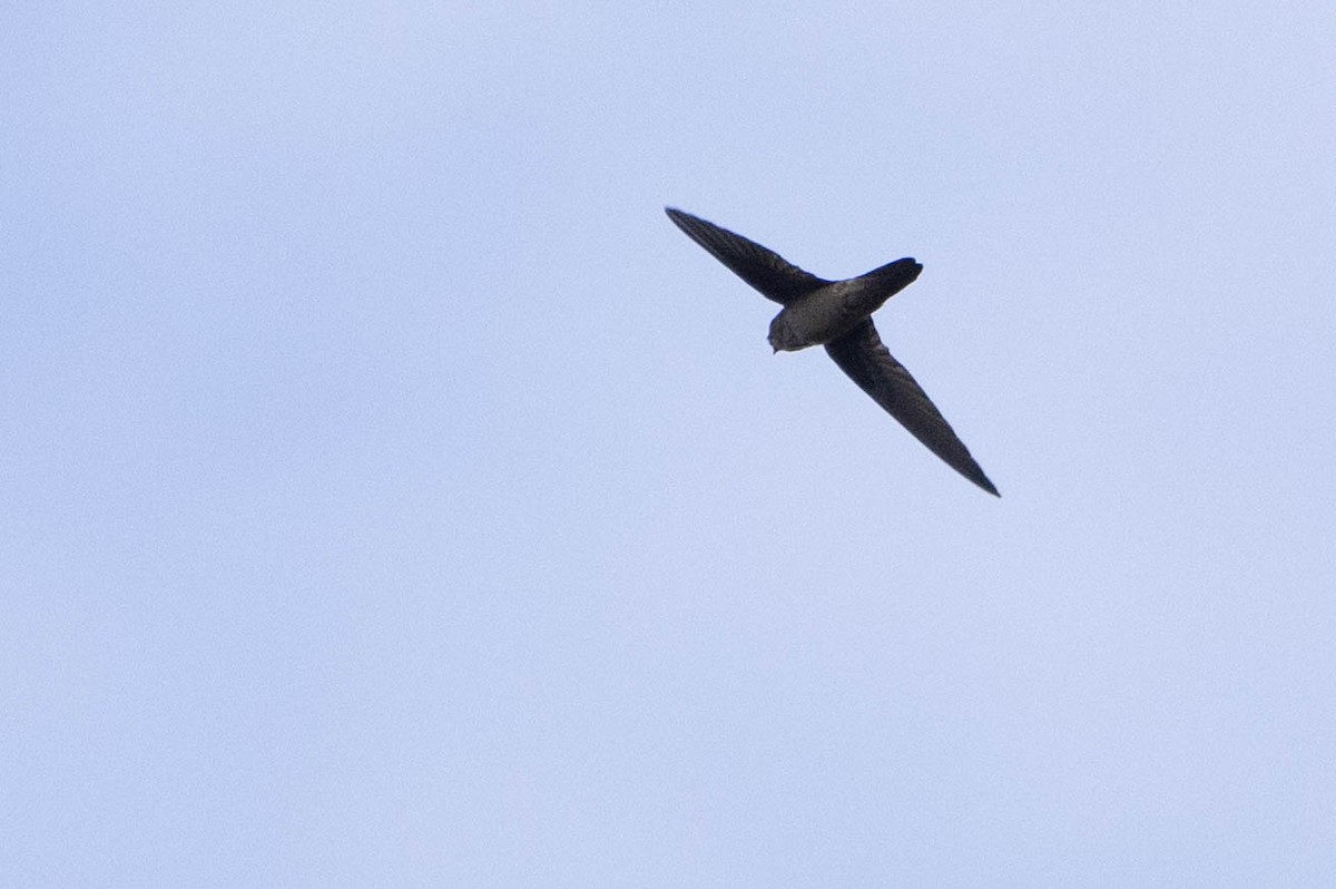 dark swiftlet sp. - ML641207002