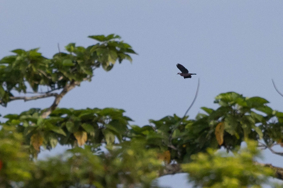 Collared Imperial-Pigeon - ML641207011