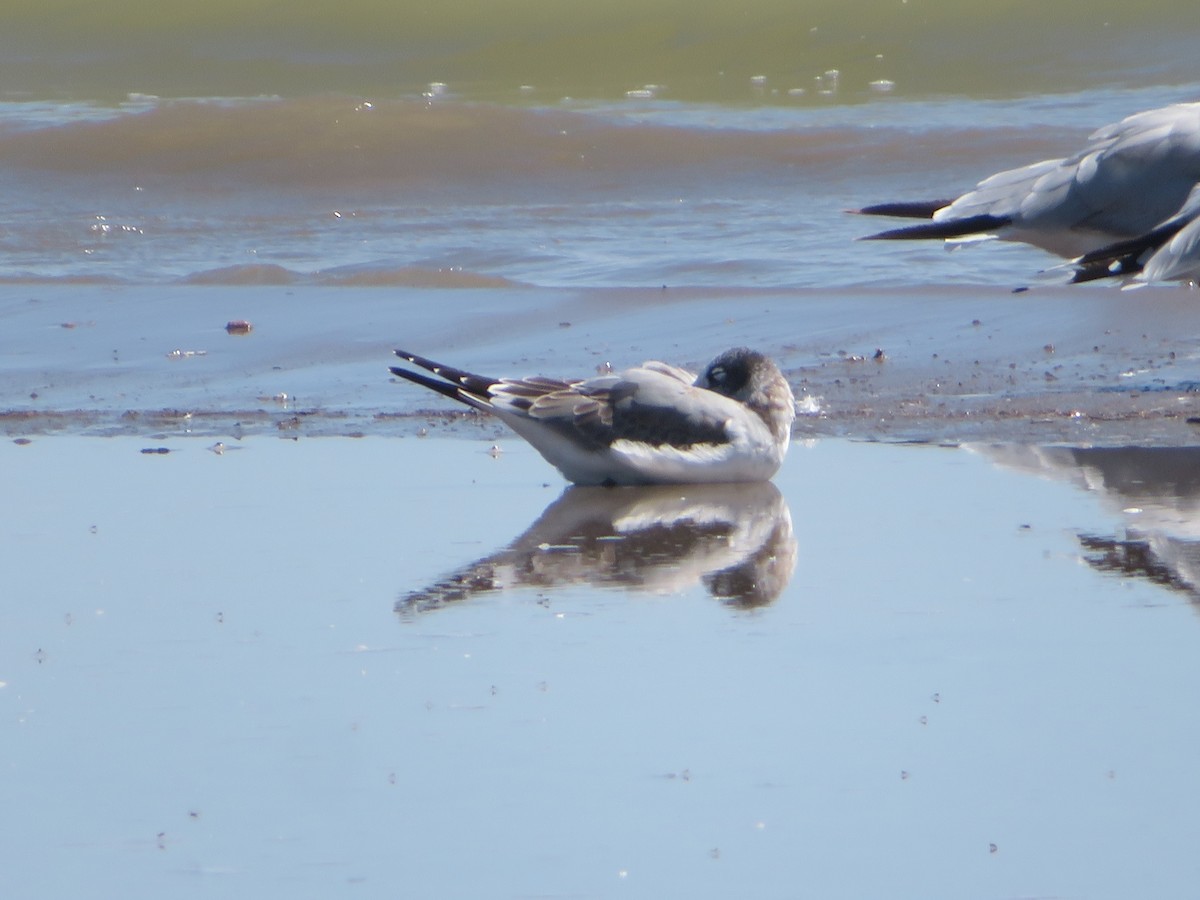 Franklin's Gull - ML641207016