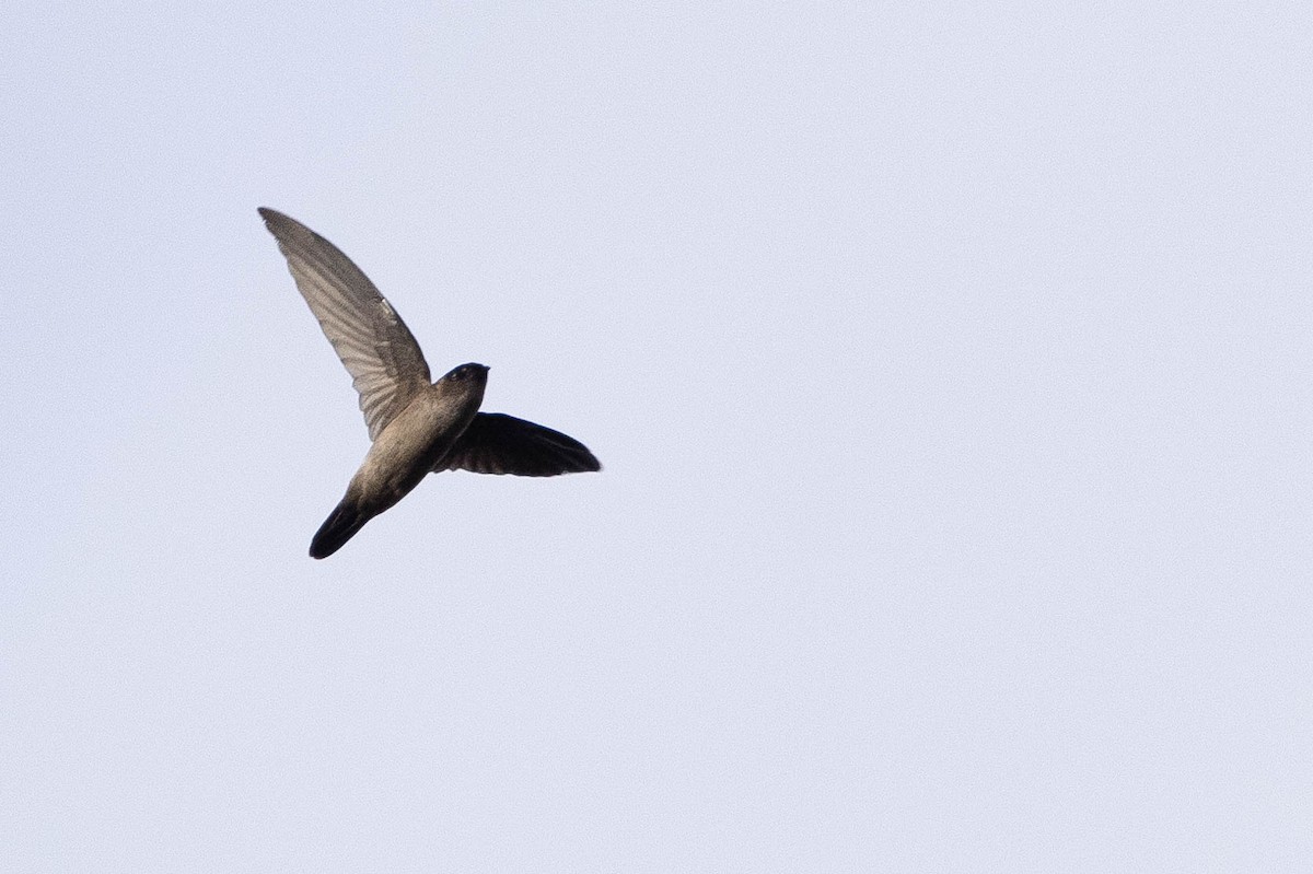 dark swiftlet sp. - ML641207029