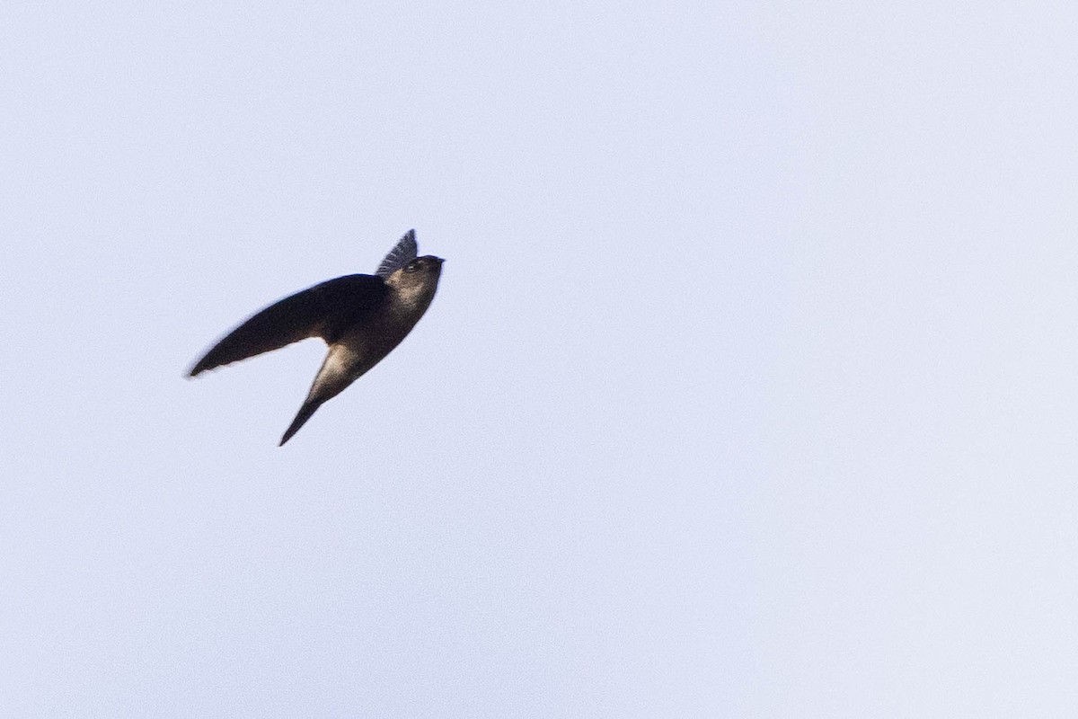 dark swiftlet sp. - ML641207030