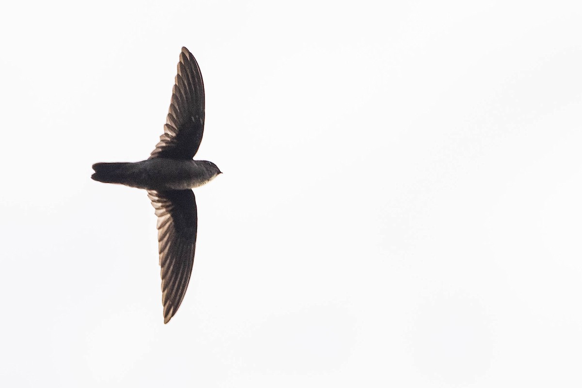 dark swiftlet sp. - ML641207033