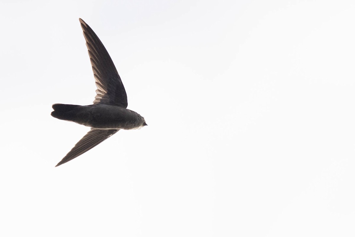 dark swiftlet sp. - ML641207034