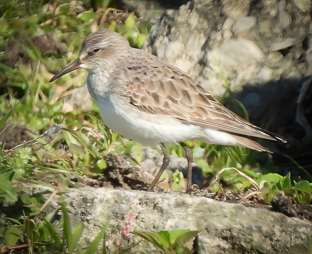 White-rumped Sandpiper - ML641207044