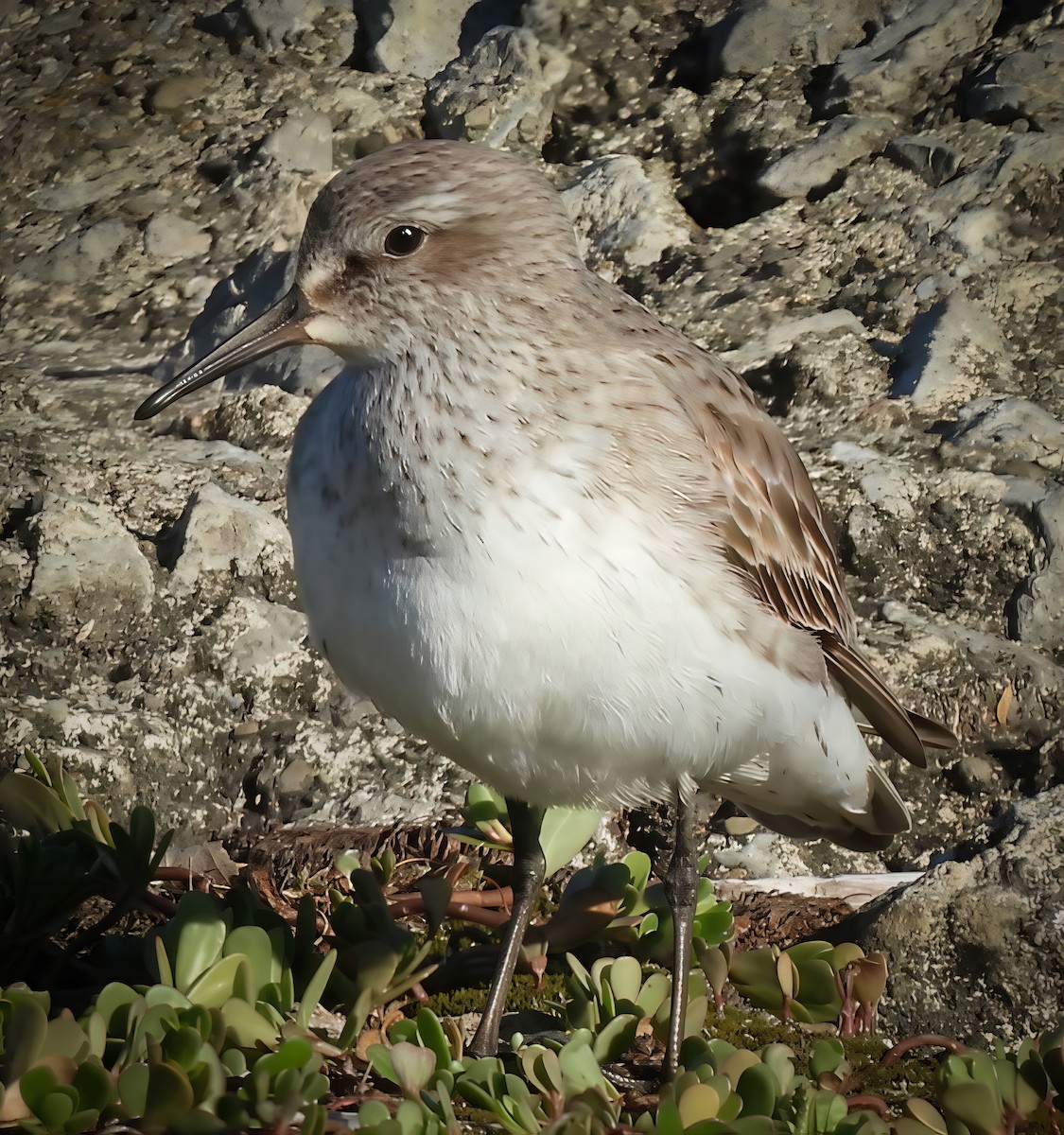 White-rumped Sandpiper - ML641207045