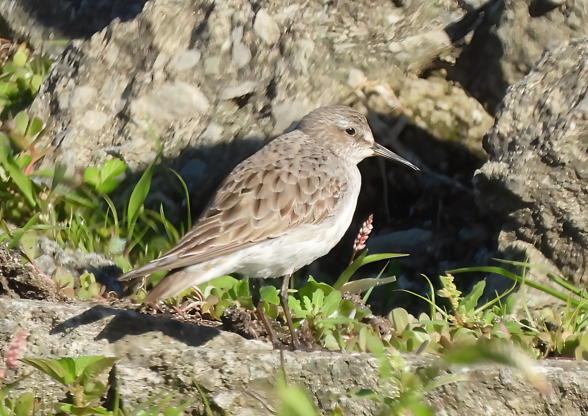 White-rumped Sandpiper - ML641207046