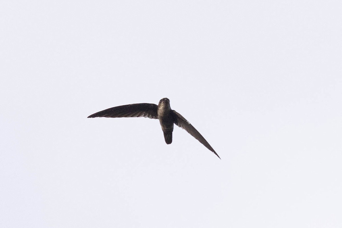 dark swiftlet sp. - ML641207052
