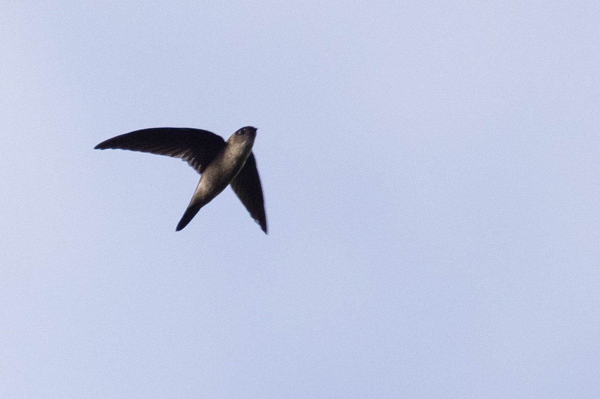 dark swiftlet sp. - ML641207053