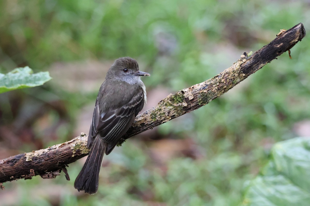 Pale-edged Flycatcher - ML641207081