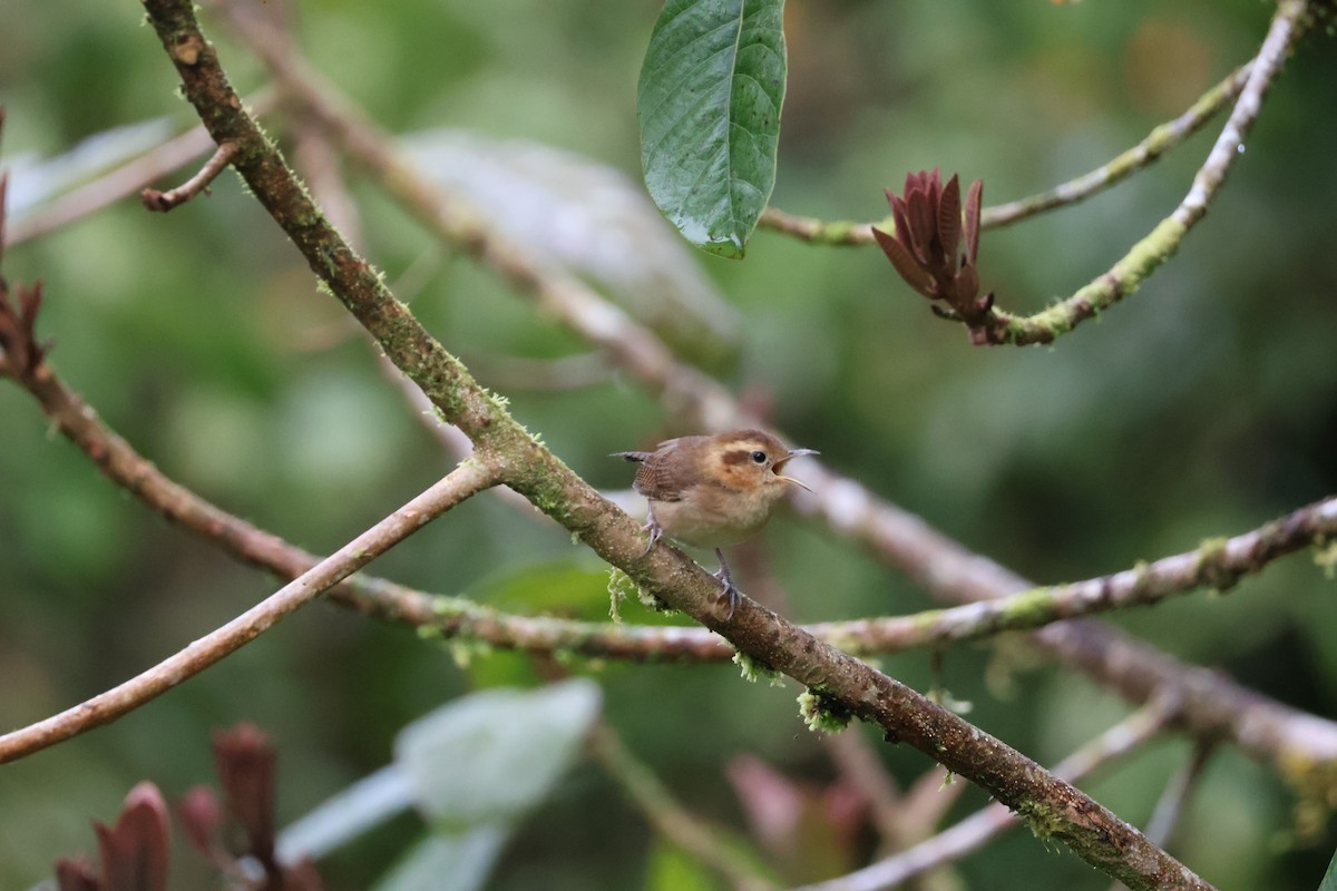 Mountain Wren - ML641207086